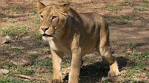 Lion Cubs