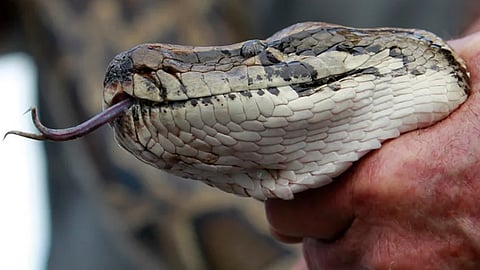 Snakes