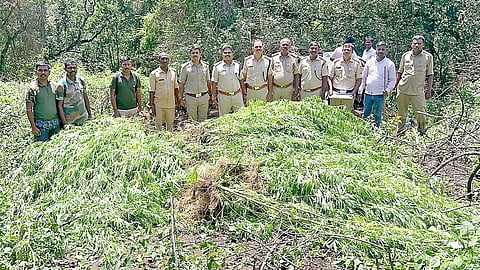 ಹನೂರು ತಾಲೂಕಿನ ದೊಡ್ಡಸಂಪಿಗೆ ಸಮೀಪದ ಅರಣ್ಯ ಪ್ರದೇಶದಲ್ಲಿ ಅಪಾರ ಪ್ರಮಾಣದಲ್ಲಿ ಬೆಳೆದಿದ್ದ ಗಾಂಜಾವನ್ನು ಅಬಕಾರಿ ಪೊಲೀಸರು ವಶಪಡಿಸಿಕೊಂಡರು. 

