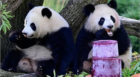 China’s ‘Panda Gift’ to America