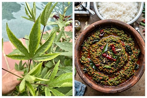 ಬ್ಯಾಚುಲರ್ಸ್​​ಗಾಗಿ ಸಿಂಪಲ್​ Food Recipes; ರೋಗನಿರೋಧಕ ಶಕ್ತಿ ಹೆಚ್ಚಿಸುವ ಗೊಂಗುರ ಸೊಪ್ಪಿನಿಂದ 15 ನಿಮಿಷದಲ್ಲಿ ತಯಾರಿಸಿ ಚಟ್ನಿ 