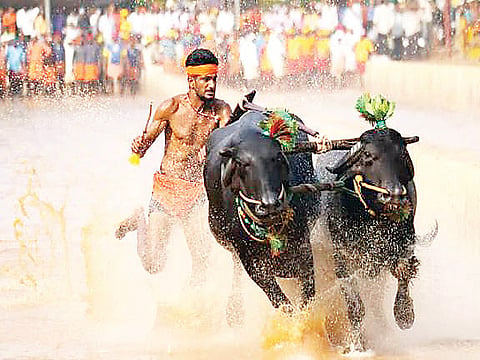 ಮೈಸೂರು ದಸರಾ: ಕಂಬಳದ ನೋಂದಣಿ ಶುರು