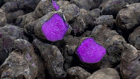 Purple Gold Rush
