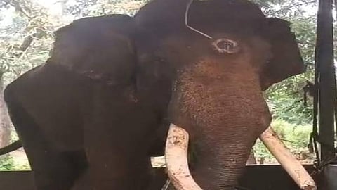 Shaurya Elephant