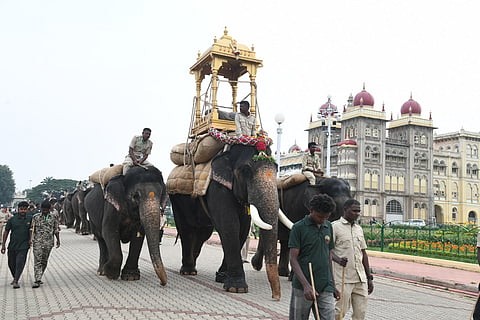 ಮೈಸೂರು ನಗರದಲ್ಲಿ ಗುರುವಾರ ಧನಂಜಯ ಆನೆ ಮರದ ಅಂಬಾರಿ ಹೊತ್ತು ಸಾಗಿತು. ಕುಮ್ಕಿ ಆನೆಗಳಾದ ಲಕ್ಷ್ಮೀ ಹಾಗೂ ಚೈತ್ರಾ ಸಾಥ್ ನೀಡಿದವು.

