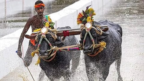 ಕೊಡಗಿಗೆ ಕೋಣಗಳ ದಿಬ್ಬಣ