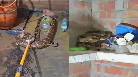 12 Foot Python