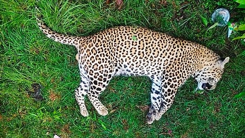 leopard death