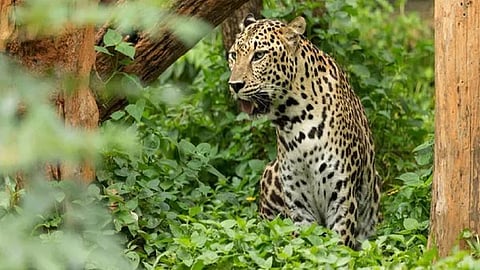 leopard 