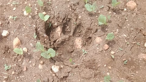 ತೊರೆನೂರು ಗ್ರಾಮದಲ್ಲಿ ಹುಲಿ ಆತಂಕ