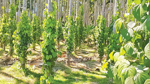 Areca nut plantation