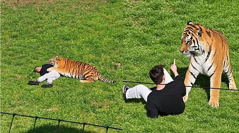 Man dies after entering tiger enclosure