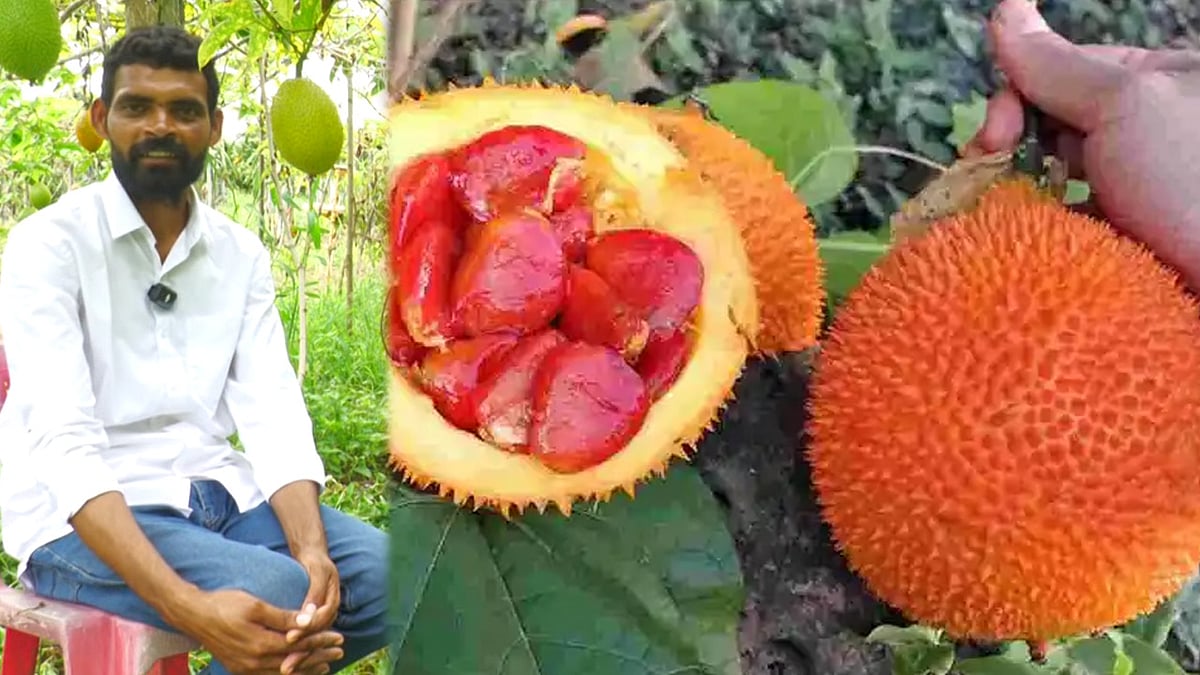 ಆಂಧ್ರ ಪ್ರದೇಶದ ರೈತನನ್ನು ಕೋಟ್ಯಧಿಪತಿಯಾಗಿ ಮಾಡಿದ ವಿಯೆಟ್ನಾಂ ಹಣ್ಣು: ಈ ಯೋಶಗಾಥೆ ಕೇಳಿದ್ರೆ ಹುಬ್ಬೇರಿಸ್ತೀರಿ..! Gac Fruit