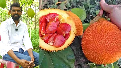 Gac Fruit
