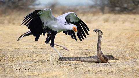 Snake-hunting birds