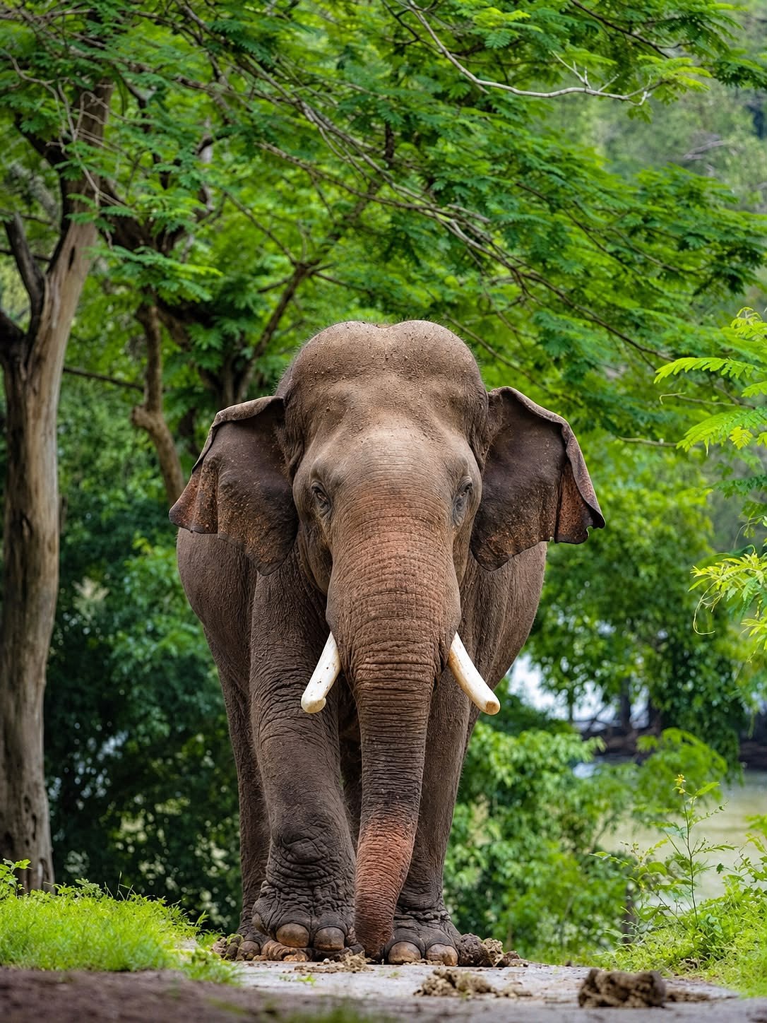 ಅಂಬಾರಿ ಆನೆಯಾಗಿ ಪ್ರಶಾಂತ ಆಯ್ಕೆ