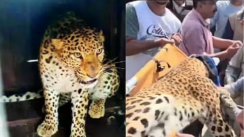 Disabled Woman Traps Leopard