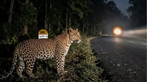 NH 48 Wildlife Deaths