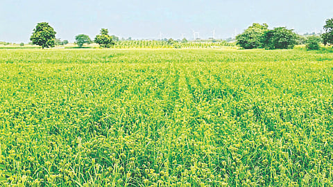 crop
