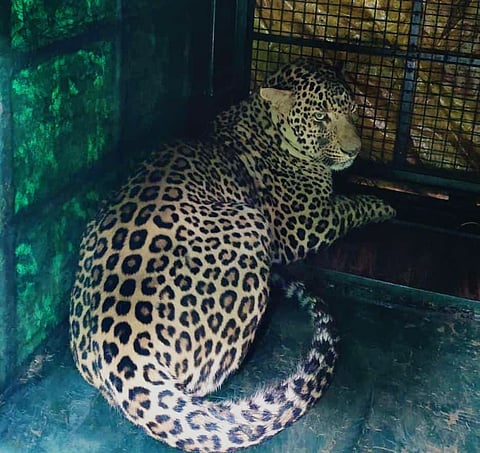 Wildlife Cadre