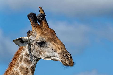 Animal Symbiotic Relationship