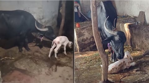 White calf for buffalo