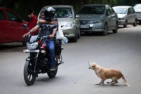 Attack by stray dogs