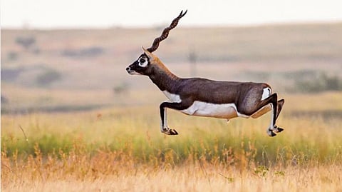 Conservation of Blackbucks, Forest Department