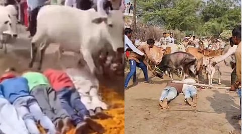 Madhya Pradesh cattle running over devotees
