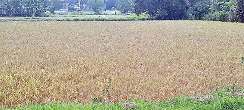 ಕಟಾವಿಗೆ ಸಿದ್ಧವಾಗಿರುವ ಭತ್ತ ಪೈರು ಅಕಾಲಿಕ ಮಳೆಯಿಂದಾಗಿ ಗದ್ದೆಯಲ್ಲಿ ಉಳಿದಿರುವುದು.