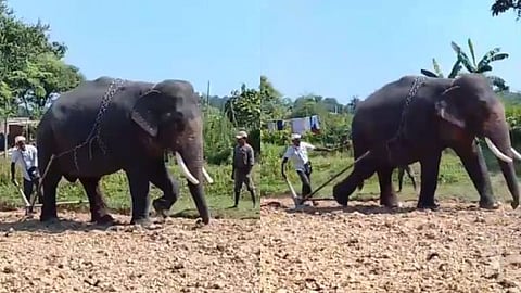'Manik', an elephant, ploughing agricultural land in Assam.
