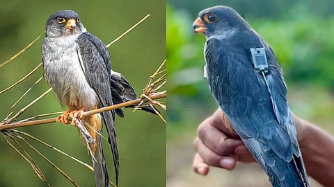 Amur Falcons