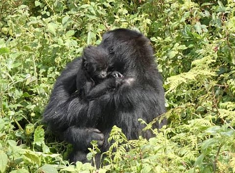  Lulingu gorilla mother and her baby