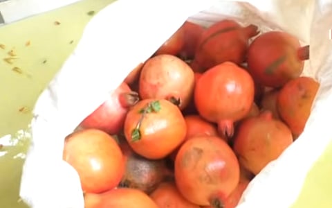 Theft of pomegranates by minors