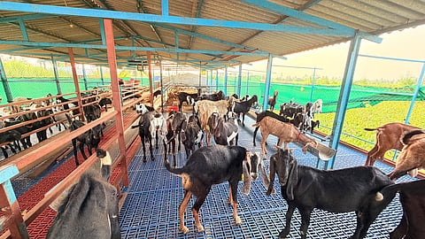ಮೂಡಲಗಿ ತಾಲೂಕಿನ ಕಲ್ಲೋಳ ಗ್ರಾಮದ ಮಾರುತಿ ಮರಡಿ ಅವರ ಕುರಿ ಶೆಡ್ಡು.