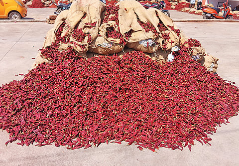 Bags of chillies placed for tender at the Byadgi market.