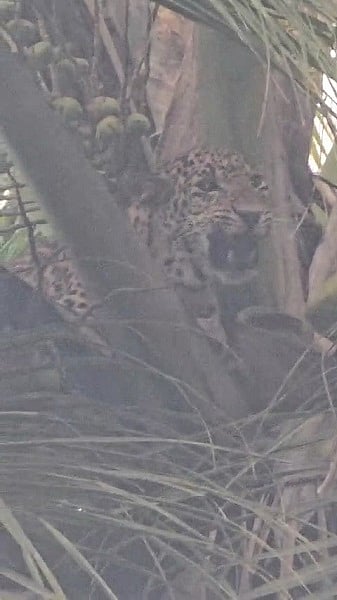 Leopard on Coconut Tree