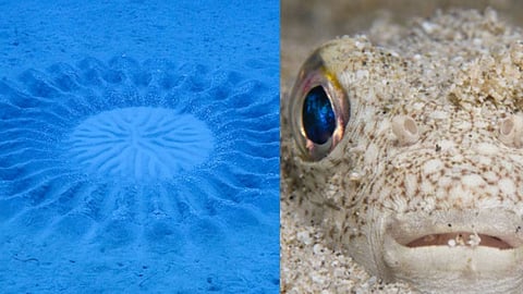 Pufferfish