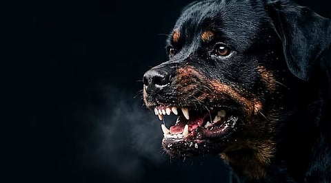 Rabies symptoms
