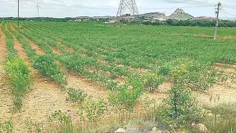 Crop