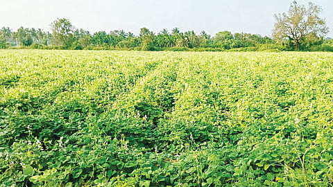 Legume