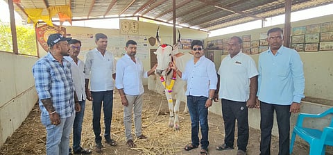 ಬೆಳಗಾವಿ ಜಿಲ್ಲೆಯ ಅಥಣಿ ತಾಲೂಕಿನ ಶಿರೂರ ಗ್ರಾಮದ ಬಾಳು ಹಜಾರೆ ಮಹಾರಾಷ್ಟ್ರ ಬ್ರೇಕ್ ಫೇಲ್ ಬೈಜಾ ಹೆಸರಿನ ಎತ್ತು ಖರೀದಿಸಿರಿವುದು.