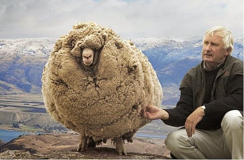 Shrek Sheep Story