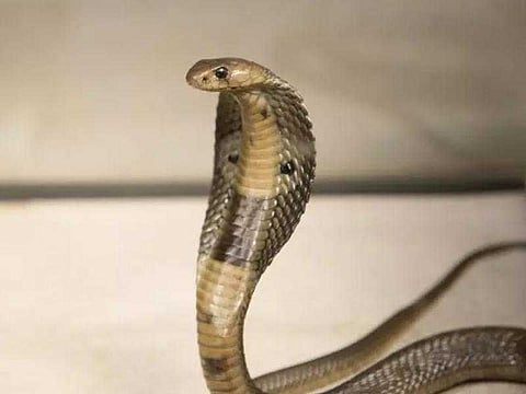 Cobra edited