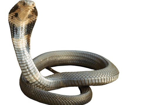 Snake 11