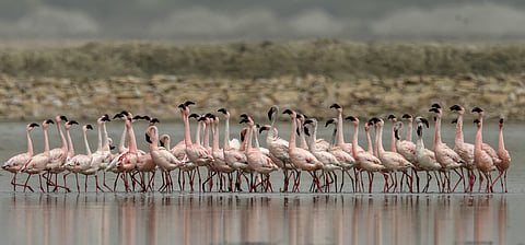Flamingos flock back to Sambhar Salt Lake