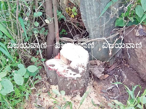 Shrigandha Plants