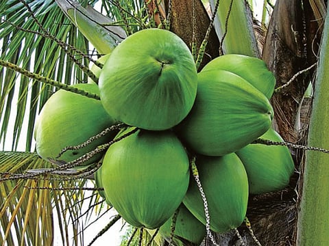 coconut new