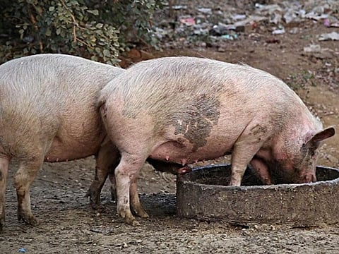 pig