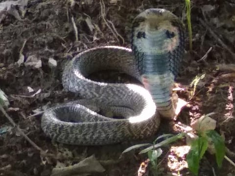 Snake and Dog 2